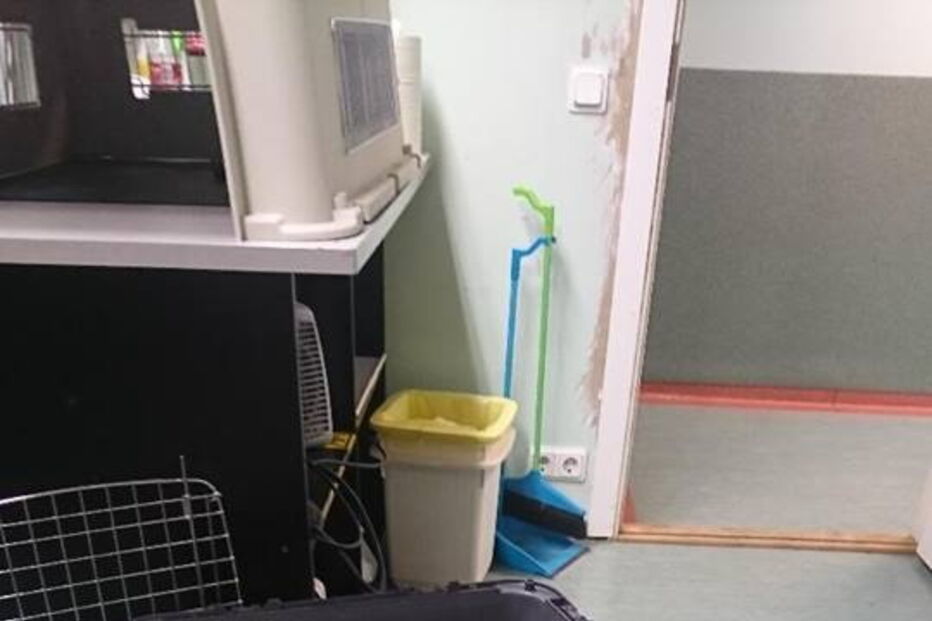 Cão resgatado de rio gelado afinal era um lobo selvagem