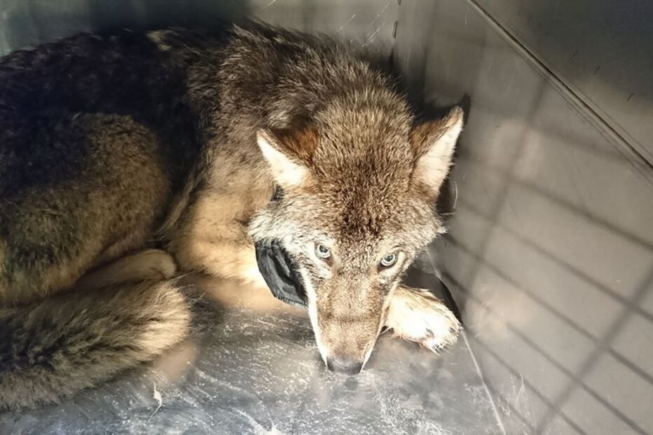 Cão resgatado de rio gelado afinal era um lobo selvagem