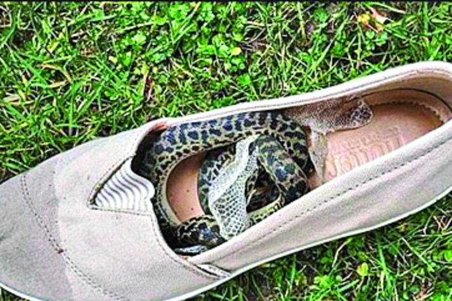 Cobra viaja ‘clandestina’ em avião