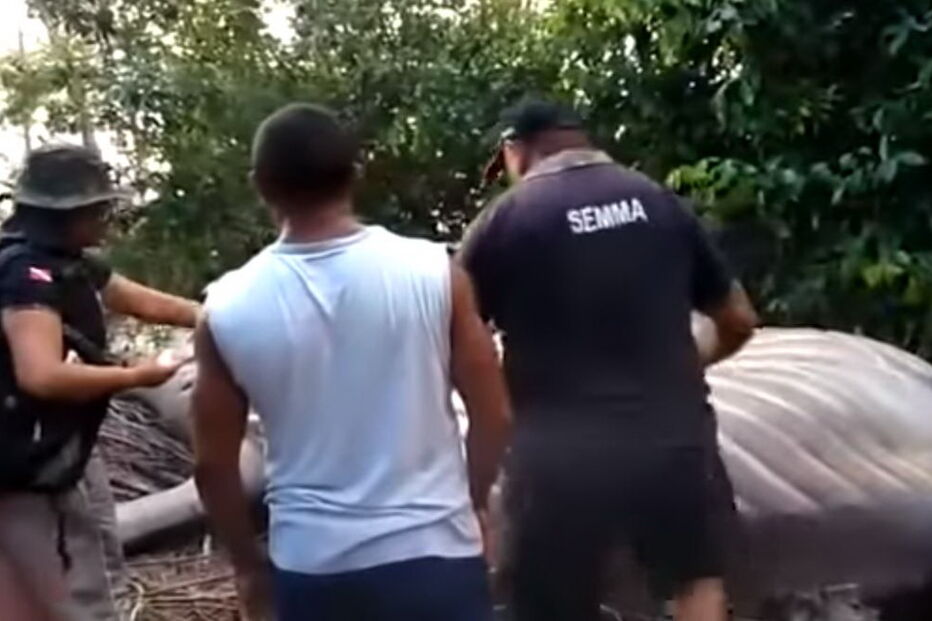 Baleia encontrada morta em zona florestal no Brasil