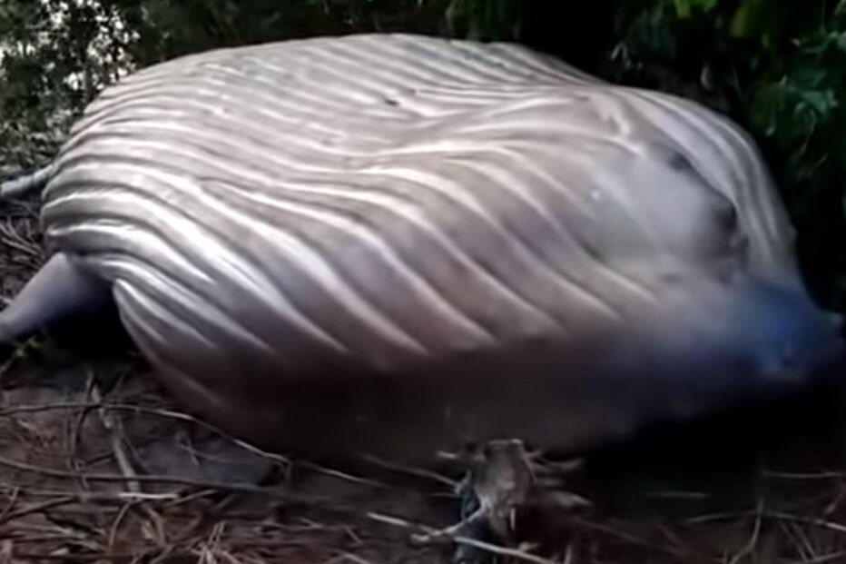 Baleia encontrada morta em zona florestal no Brasil