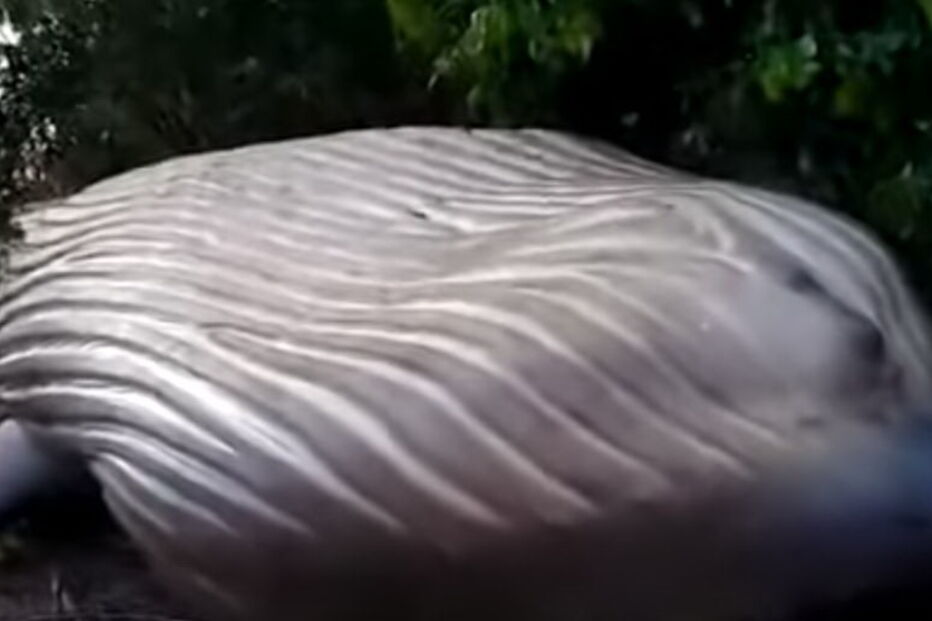 Baleia encontrada morta em zona florestal no Brasil