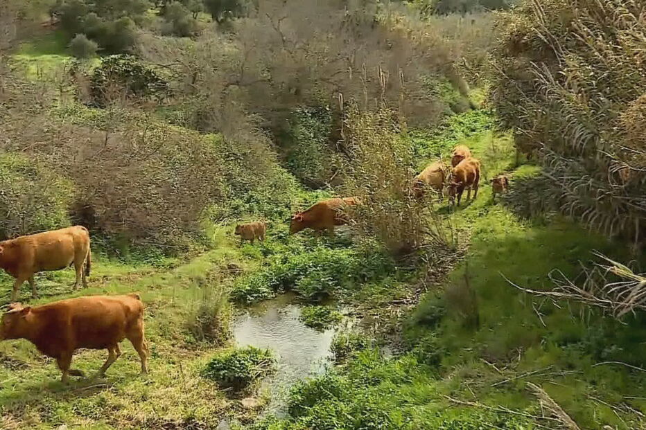 Homem é atacado por vaca em Monchique