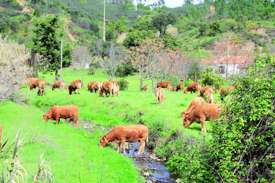 Homem aproximou-se demasiado de uma manada de vacas que estava a pastar e foi colhido, ficando em estado grave 