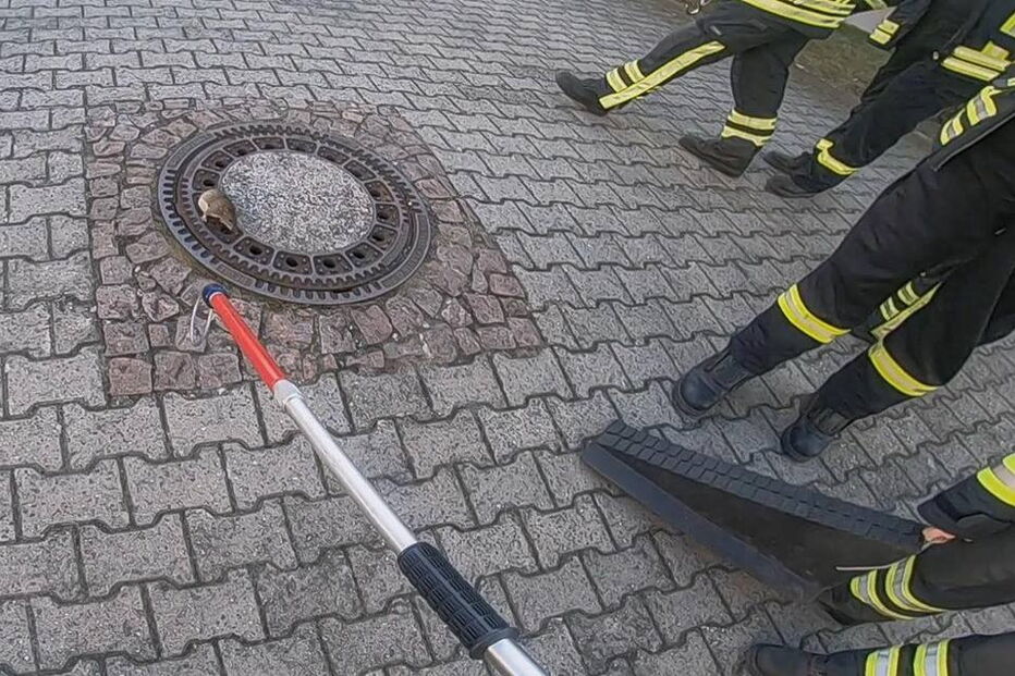 Bombeiros salvam ratazana presa em tampa de esgoto na Alemanha