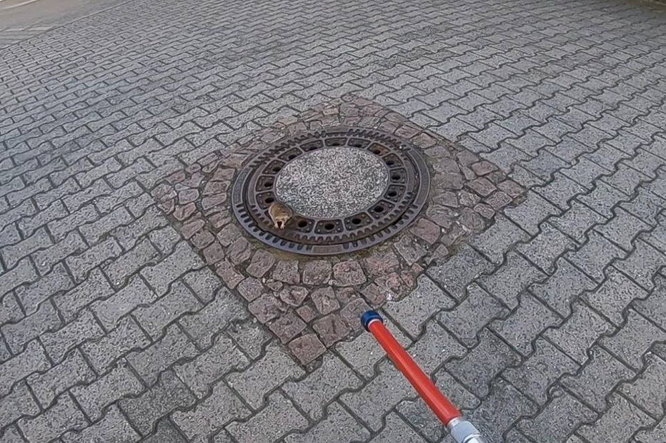 Bombeiros salvam ratazana presa em tampa de esgoto na Alemanha