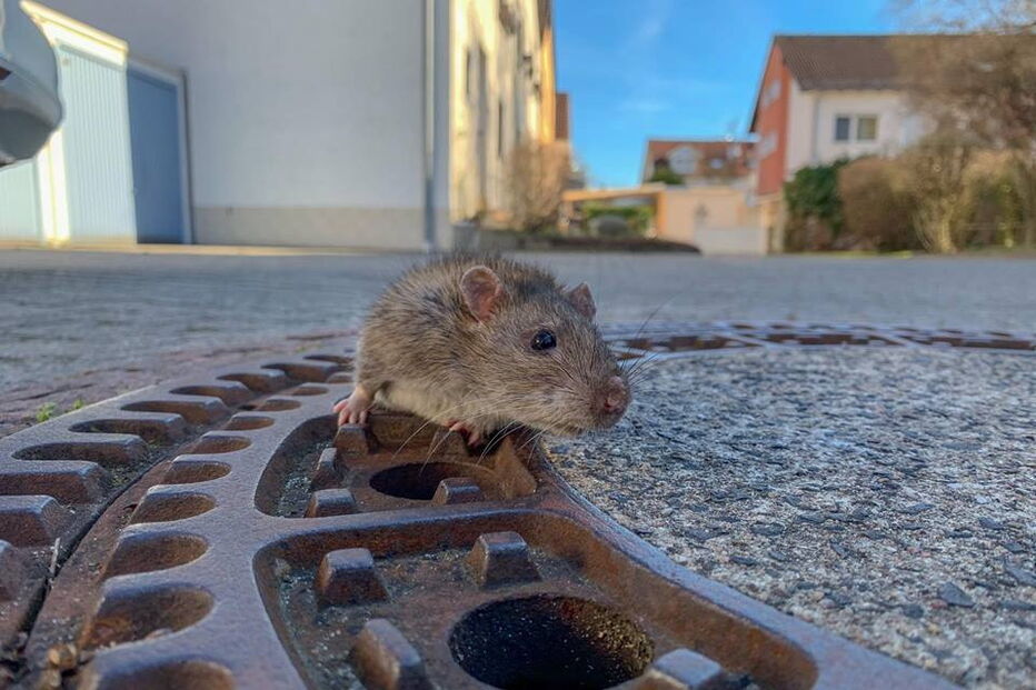 Bombeiros salvam ratazana presa em tampa de esgoto na Alemanha