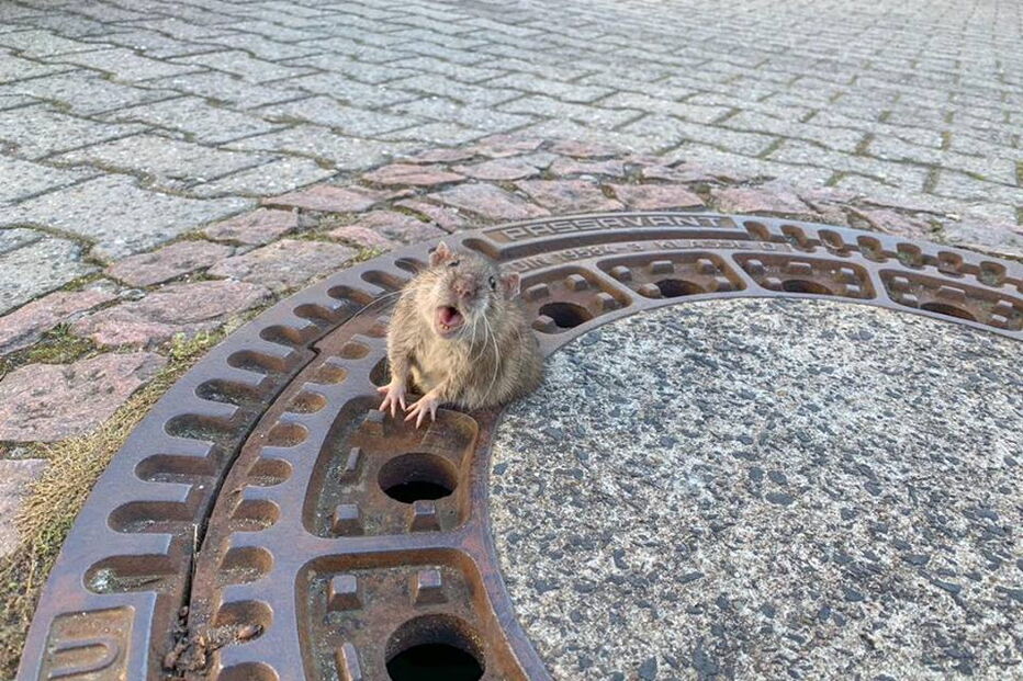 Bombeiros salvam ratazana presa em tampa de esgoto na Alemanha