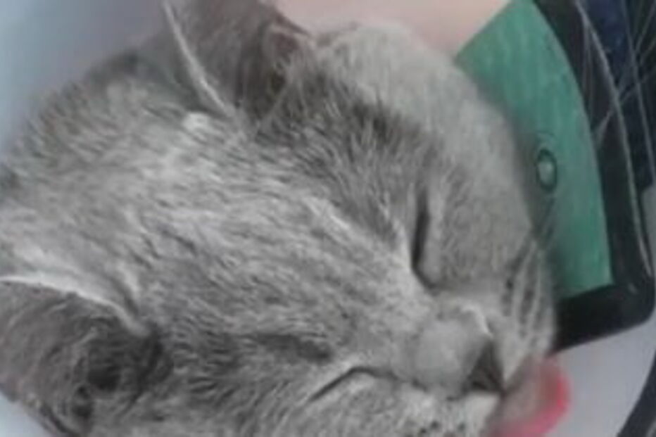 Mulher gasta 1300 euros em cirurgia plástica a gato por achá-lo feio