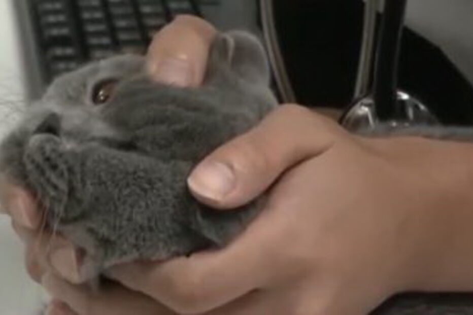 Mulher gasta 1300 euros em cirurgia plástica a gato por achá-lo feio