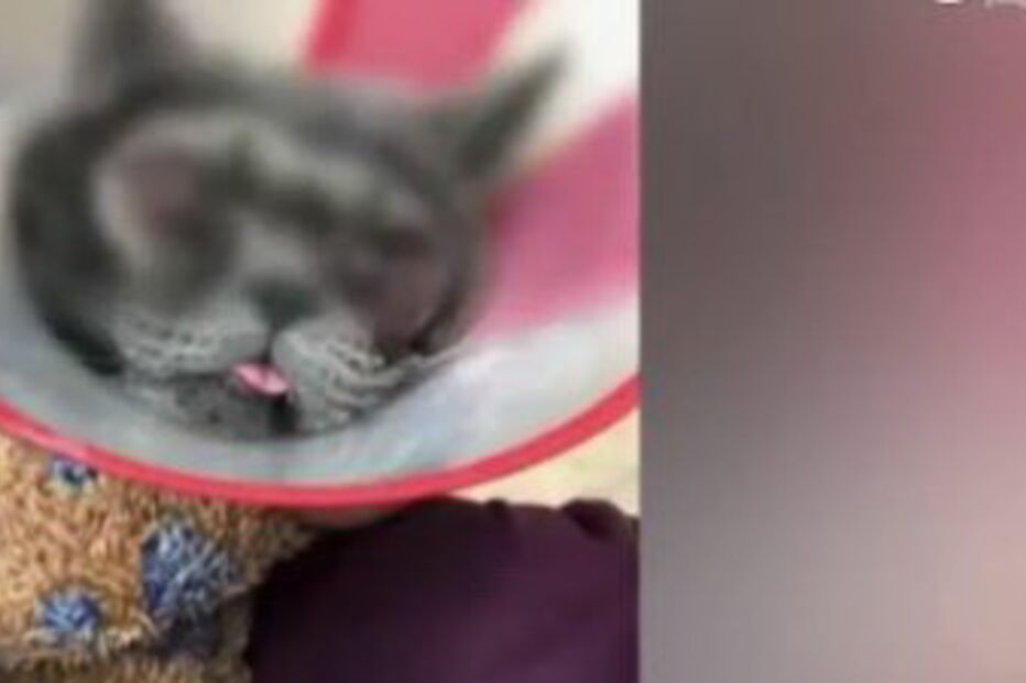 Mulher gasta 1300 euros em cirurgia plástica a gato por achá-lo feio