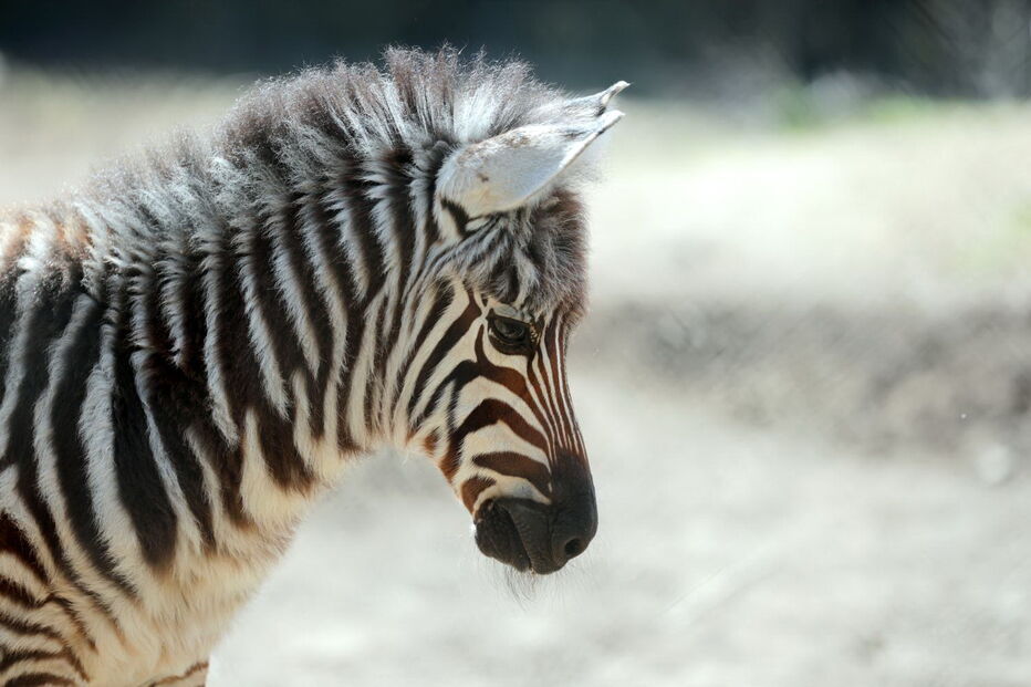 Jardim Zoológico da Maia tem dois novos habitantes