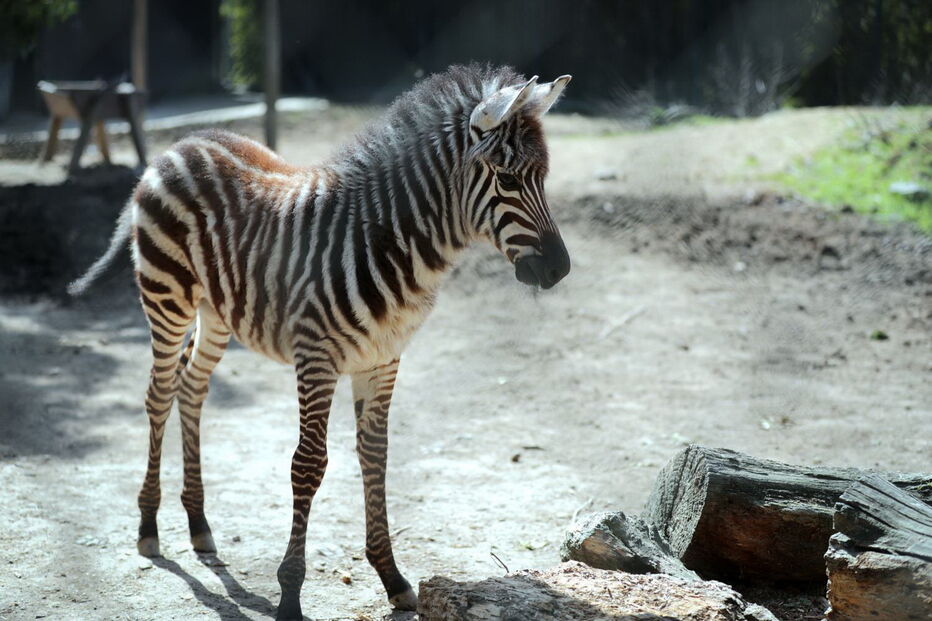 Jardim Zoológico da Maia tem dois novos habitantes