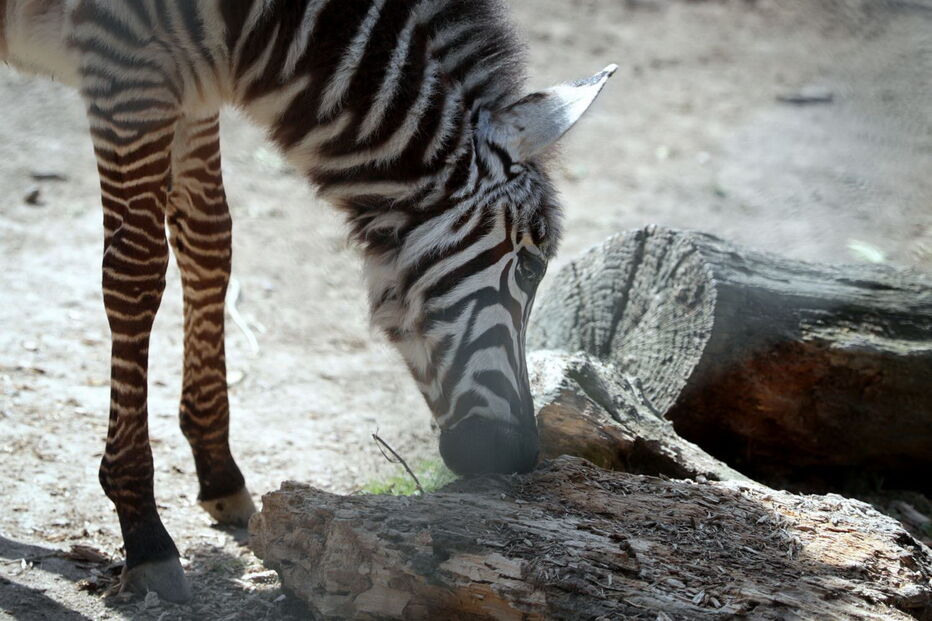 Jardim Zoológico da Maia tem dois novos habitantes