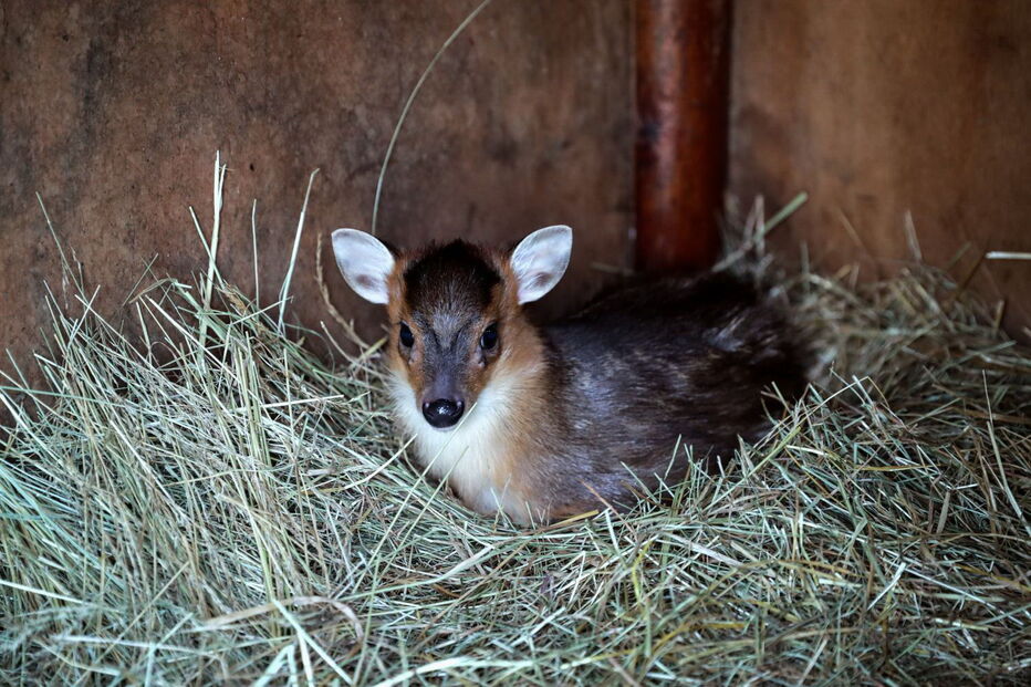 Jardim Zoológico da Maia tem dois novos habitantes