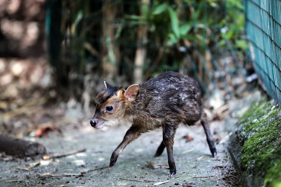 Jardim Zoológico da Maia tem dois novos habitantes