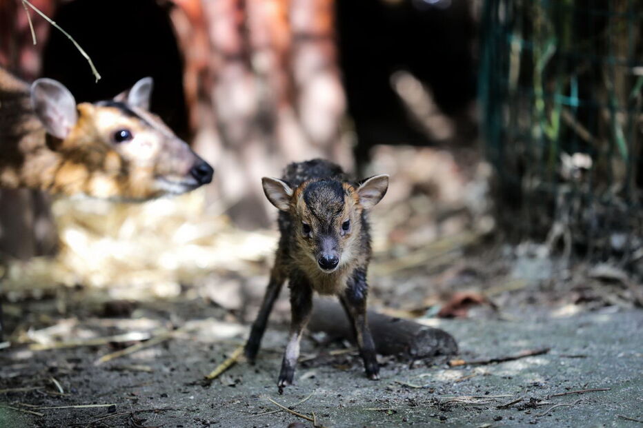 Jardim Zoológico da Maia tem dois novos habitantes