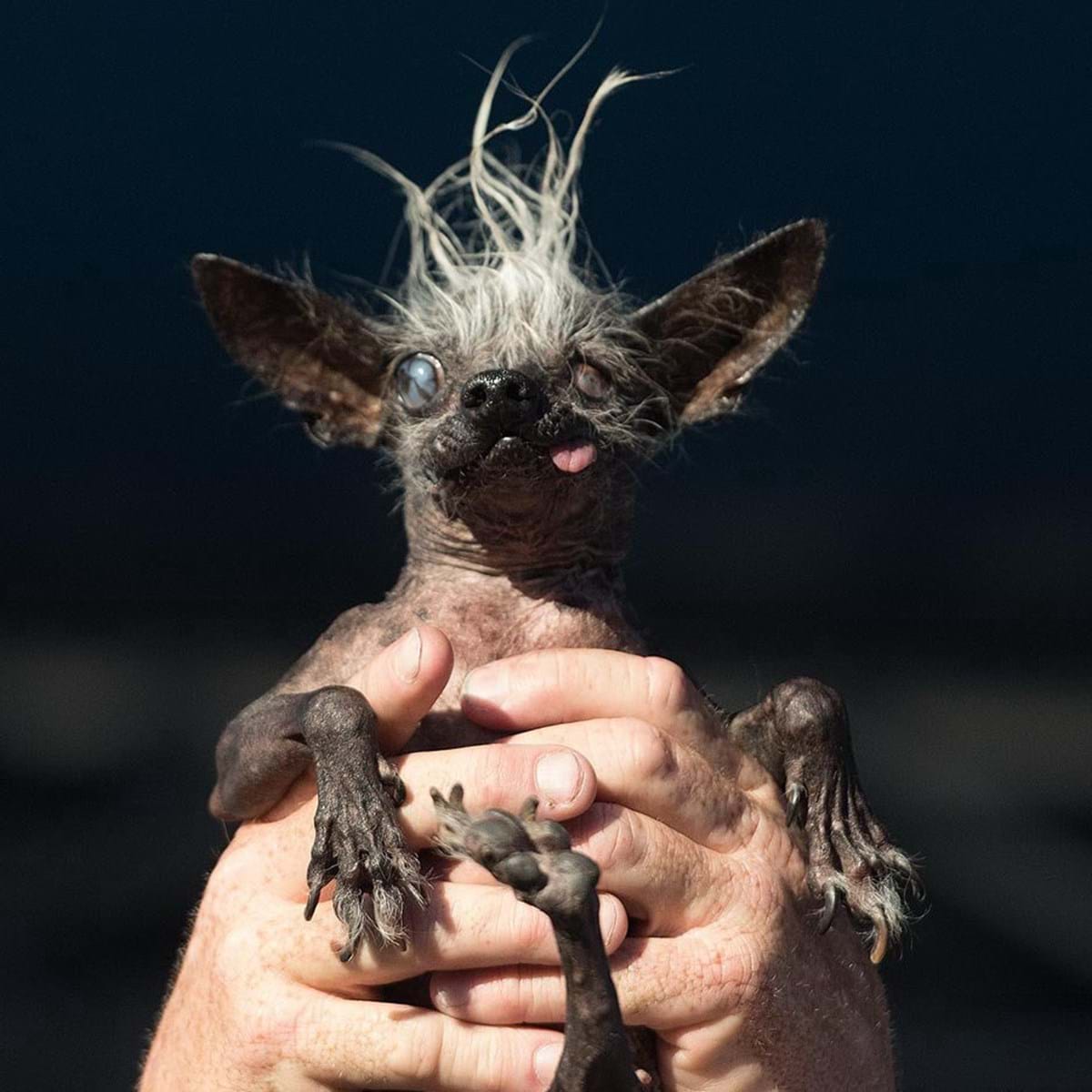 Quais são os animais mais feios do mundo?