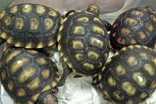 Mais de 1500 tartarugas exóticas encontradas vivas dentro de bagagem em aeroporto