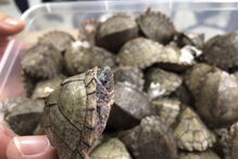 Mais de 1500 tartarugas exóticas encontradas vivas dentro de bagagem em aeroporto