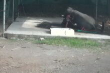 Tratador de elefantes morre após animal lhe cair em cima