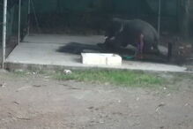 Tratador de elefantes morre após animal lhe cair em cima