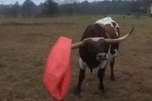 Touro ‘futebolista’ rebenta brinquedo 