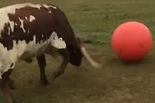 Touro ‘futebolista’ rebenta brinquedo 