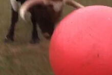 Touro ‘futebolista’ rebenta brinquedo 