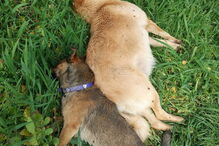 Cães morreram envenenados em Oliveira do Hospital