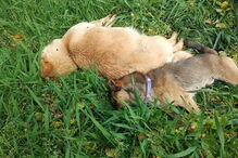 Cães morreram envenenados em Oliveira do Hospital