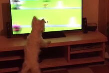 Cão 'persegue' amigos de quatro patas através da televisão