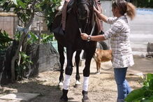 Três homens roubam égua na Moita, em Setúbal