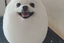 Lulu-da-Pomerânia na tosquia