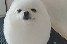 Lulu-da-Pomerânia na tosquia