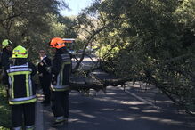 Árvore cai sobre carro em estrada de Loures