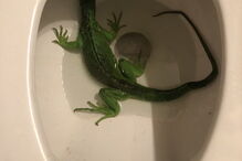 Homem em pânico liga o 112 ao encontrar iguana a nadar na sanita