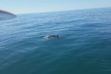 Baleia-anã foi observada ao largo do farol de Alfanzina