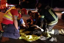 Bombeiros salvam cão após atropelamento em Albufeira