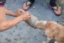 Aldeãos resgatam cão com jarro enfiado na cabeça