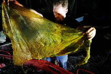 Baleia encontrada morta nas Filipinas com 40 quilos de plástico no estômago