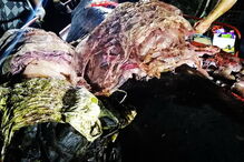 Baleia encontrada morta nas Filipinas com 40 quilos de plástico no estômago