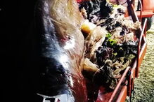 Baleia encontrada morta nas Filipinas com 40 quilos de plástico no estômago