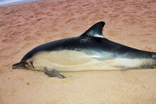 Golfinhos dão à costa nas praias de Santa Cruz com barbatanas mutiladas