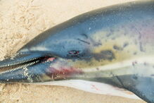 Golfinhos dão à costa nas praias de Santa Cruz com barbatanas mutiladas