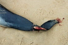 Golfinhos dão à costa nas praias de Santa Cruz com barbatanas mutiladas