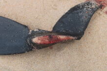 Golfinhos dão à costa nas praias de Santa Cruz com barbatanas mutiladas