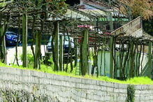 José da Luz Antunes morreu em queda quando podava árvore em casa