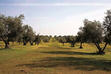 Olival é uma das culturas com mais necessidades de água