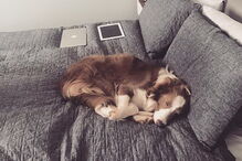 Stanley the Collie, cão australiano